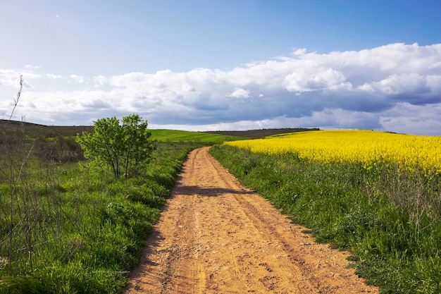 Rural road with yellow rapeseed fields on one side and wheat growing on the other