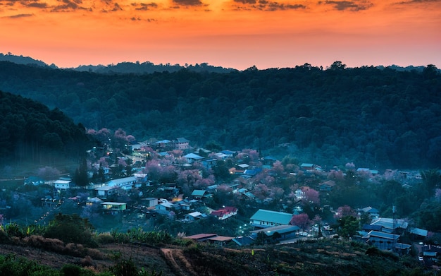 Rural scene of Thai tribe village with wild himalayan cherry tree blooming in the sunset at Ban Rong Kla Thailand