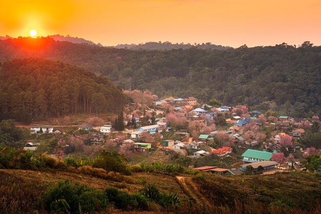 Rural scene of Thai tribe village with wild himalayan cherry tree blooming in the sunset at Ban Rong Kla Thailand