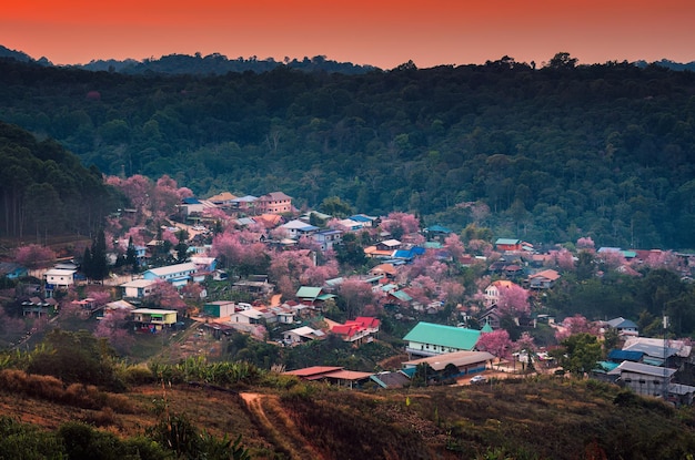 Rural scene of Thai tribe village with wild himalayan cherry tree blooming in the sunset at Ban Rong Kla Thailand