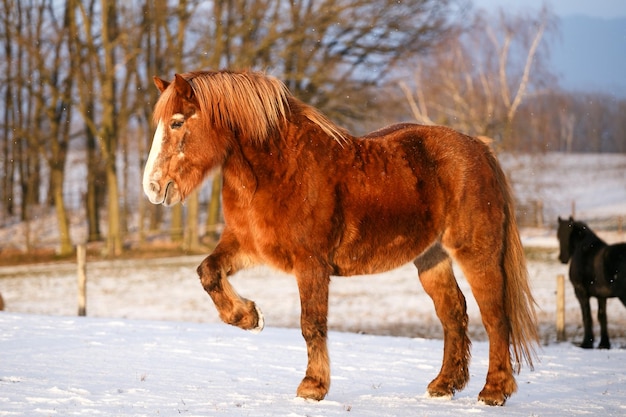 Rural scene with two horses in snow on a cold winter day