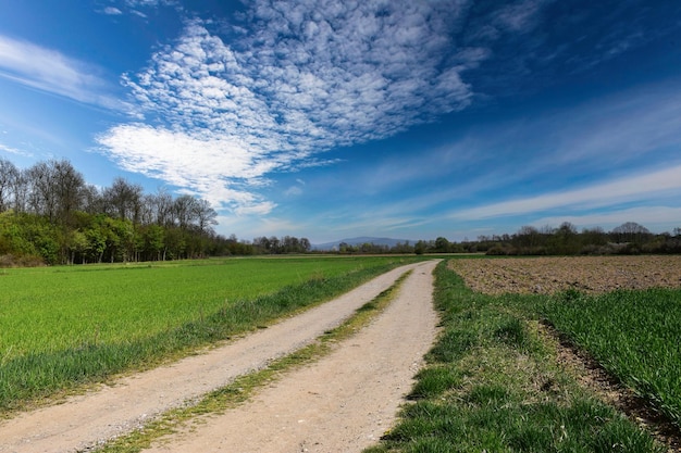 Photo rural scene you can see fields sown with wheat