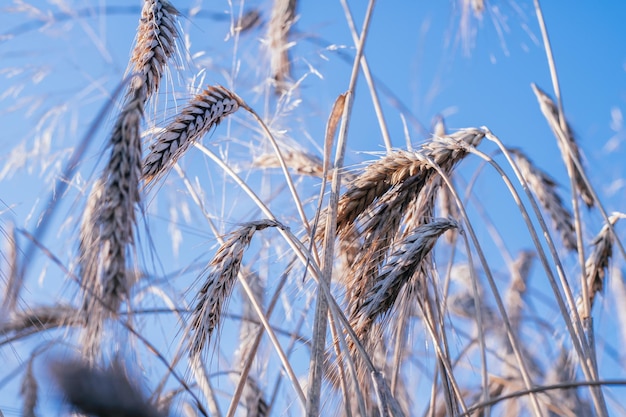 Rural scenery of dry ripe rye spikelets of meadow field against bright blue sky in summer Agriculture organic and healthy food production harvest concept Selective focus bottom view close up