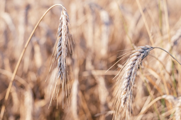 Rural scenery of dry ripe rye spikelets of meadow field in summer Agriculture organic food production harvest nature