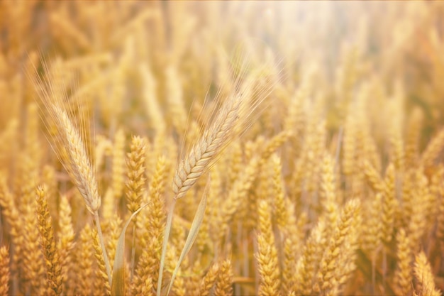 Rural scenery Golden ripe ears of wheat field and sunlight Selective focus