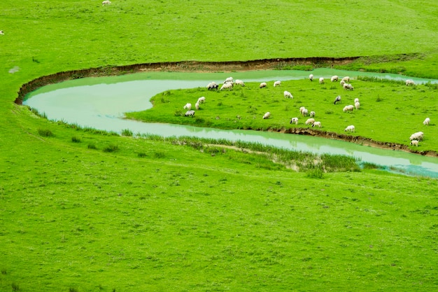 Rural Summer Landscape with Sheeps in Persembe Highlands -Ordu - Turkey