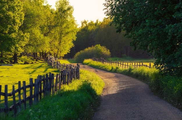 Photo rural sweden summer landscape with road, green trees and wooden fence. adventure scandinavian hipster eco concept