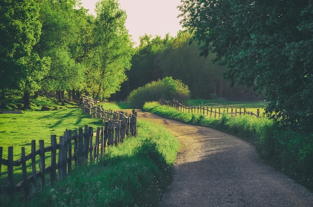 Rural Sweden summer landscape with road green trees and wooden fence Adventure scandinavian hipster eco concept