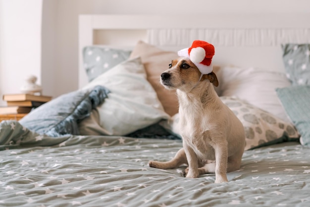 Russell dog having relaxing siesta in bedroom on bed with pillows with red