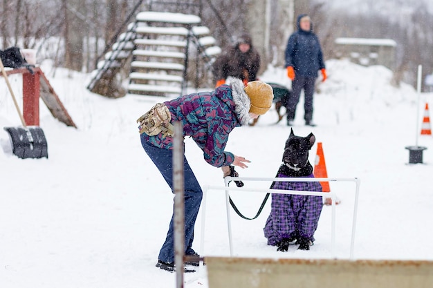 Russia Ivanovo Dec 24 2017 a girl to train the cane Corso the street in the winter editorial