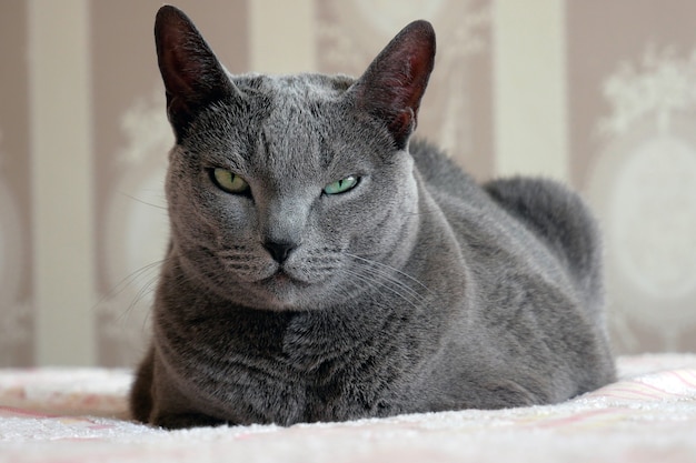 Russian blue cat looks suspiciously