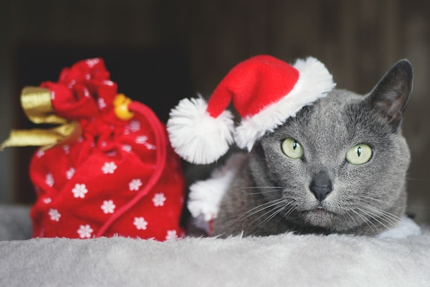 Russian blue cat in Santa hat lies next to a red Christmas bag with gifts.