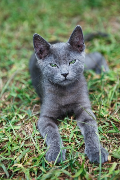 Russian blue cat. A small gray green-eyed pedigree kitten sits on the green grass.