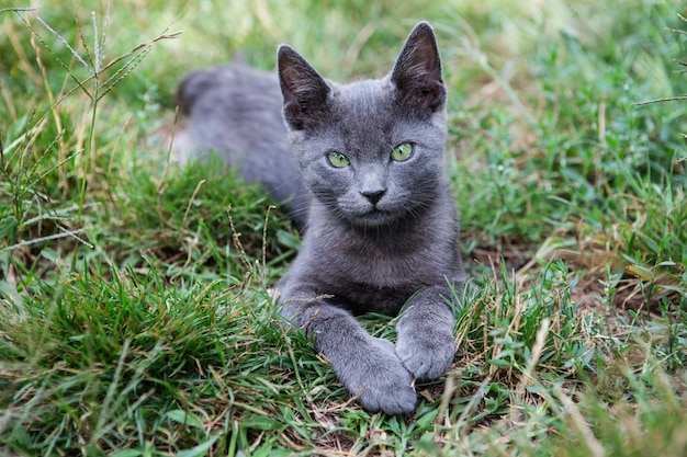 Russian blue cat. A small gray green-eyed pedigree kitten sits on the green grass