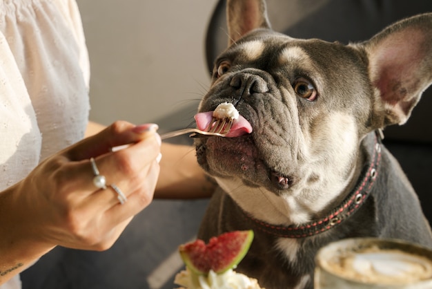 Russian girl handfeeds her French Bulldog They are sitting at the table closeup photo