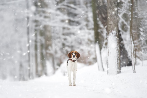 Russian piebald hound Portrait of a dog with red spots on a background of a winter forest