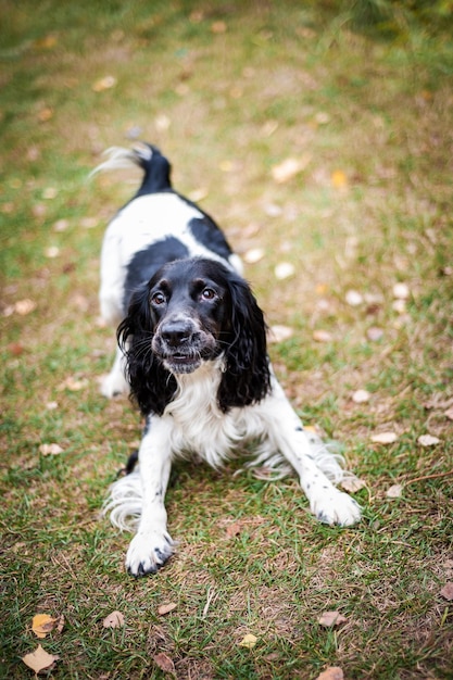 Russian spaniel portrait of a dog