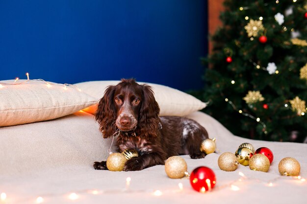 Russian spaniel with big ears plays with Christmas toys, gold balls and jumps on the bed. Dog holds gold balloon in his mouth