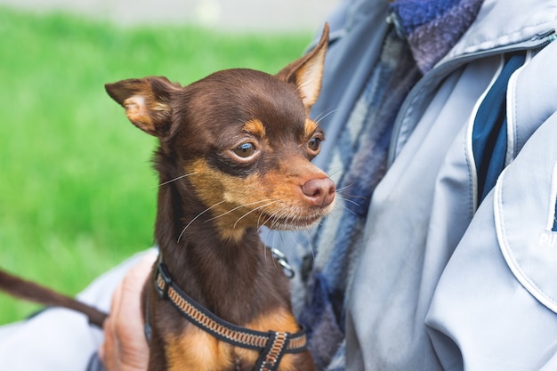 Russian toy terrier dog in the hands of an old man_