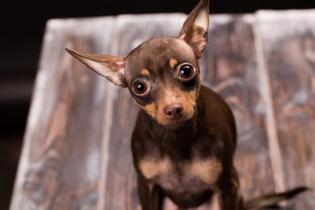 Russian toy terrier dog