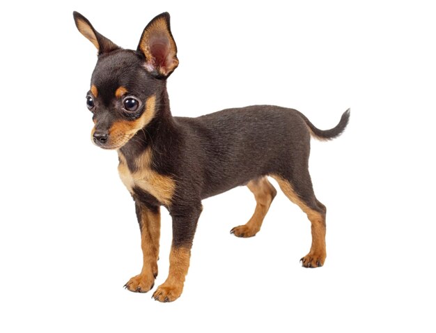 Russian toy terrier on a white background