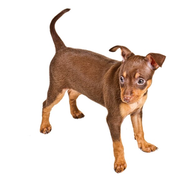 Russian toy terrier on a white background