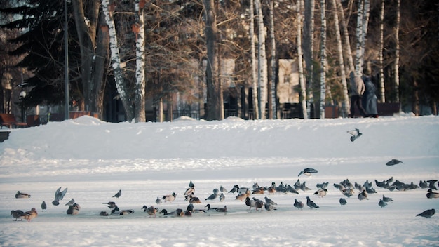 Russian winter  ducks are flying away from the pond