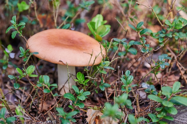 Russula mushroom in forest. Little edible fungus. Edible tasty mushroom.