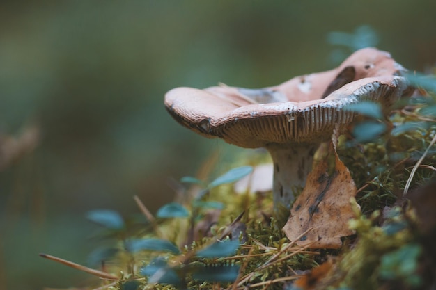 Russula rosea in autumn forest - to collect mushrooms, horizontal