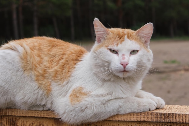 Rustic ginger cat is lying wooden fence