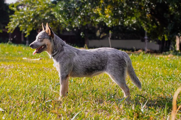 Rustic Heeler Kennel pupppy dog in a park