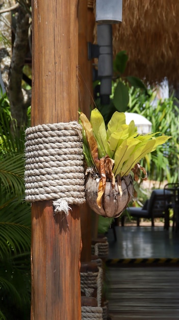 Rustic rope and wooden pillar decoration with birds nest fern attach to it esthetic natural home ornamental plant and decoration