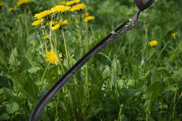 Photo rustic scythe lying in long wet green grass