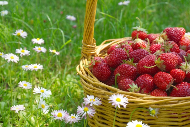 Rustic wicker basket with juicy ripe strawberries