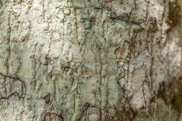 Rustic wooden texture