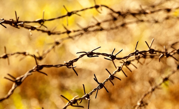 rusty barbed wire on sunset image