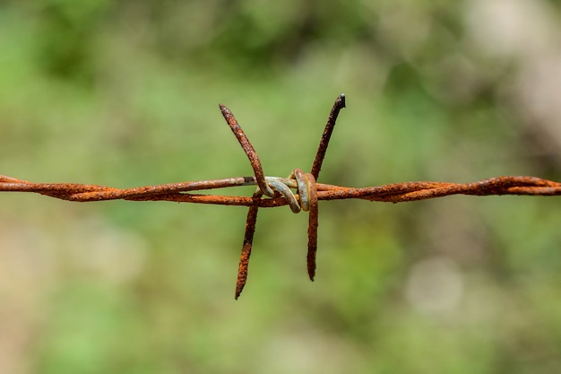 Rusty barbed wire