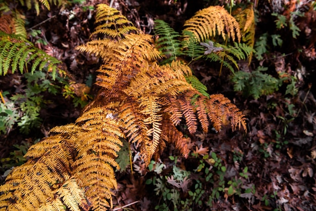 Rusty fern in a forest in autumn