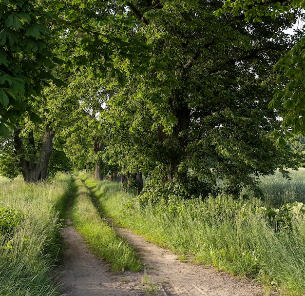 Ruts from car wheels in rural areas