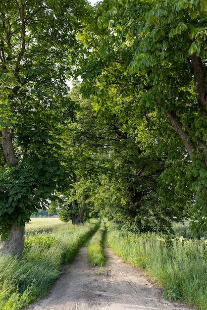 Ruts from car wheels in rural areas