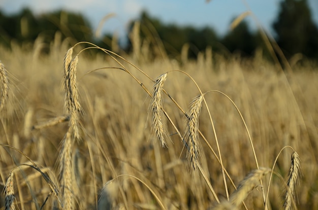 rye ears and dry grass in the wind