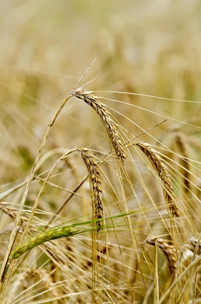 Rye ears on field background