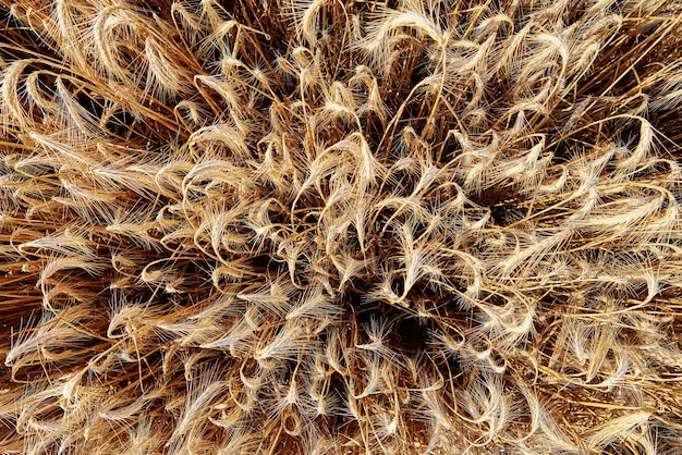 Rye field background Harvesting period