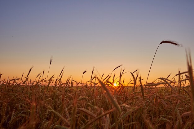 Rye field in sunset. Harvest concept