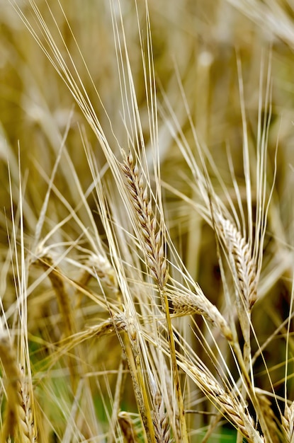 Rye spike on field background