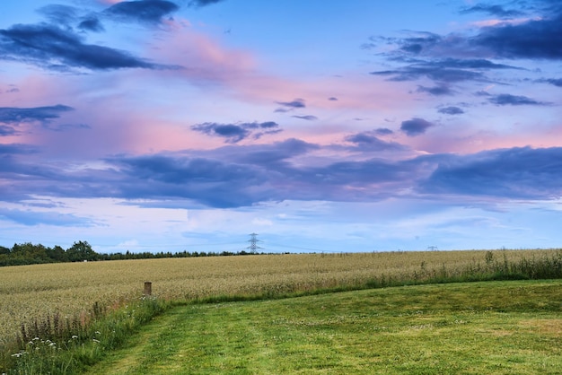 Rye or wheat grain growing on a farm in remote countryside with copy space at sunset Detail texture background of sustainable local cornfield growing and sprouting for harvest season with copyspace