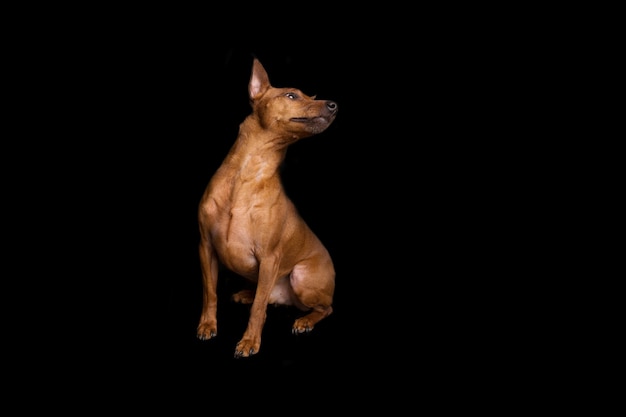 Sable brown miniature pinscher portrait on summer time with green background. German miniature pinscher looking attentive to the owner outdoors. Smart pincher with big funny ears. High quality photo