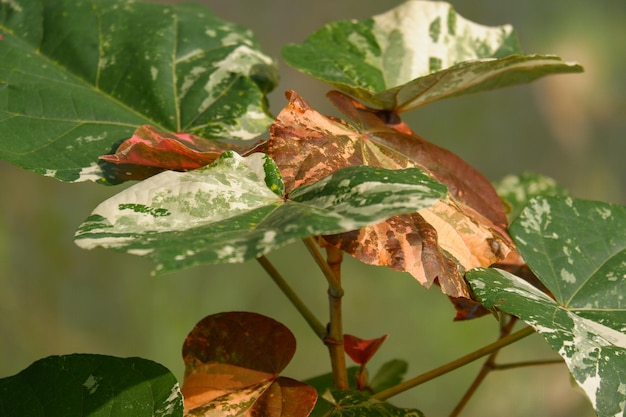 Sacred fig Tre is house plant closeup texture of leaf with white variegation