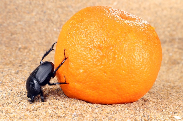 Sacred scarab beetle Scarabaeus roll orange on sand, fruit and beetle