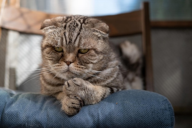 Sad cat Scottish Fold lying on soft ottoman in his chair and looks thoughtfully. Depression in pets